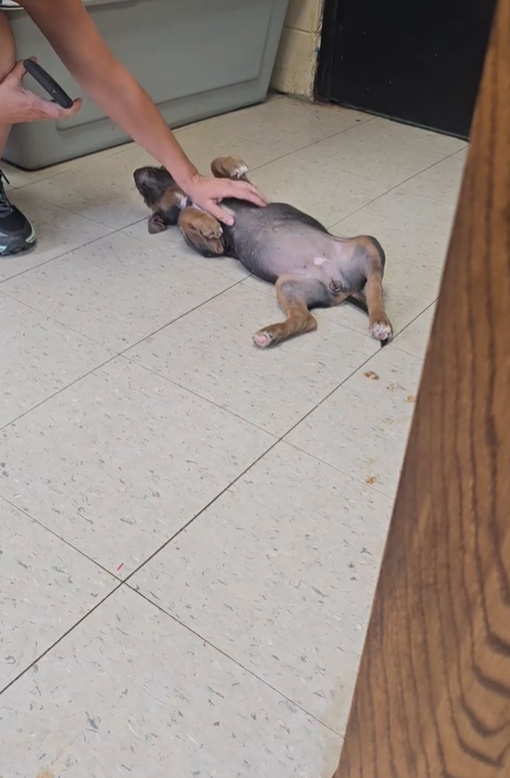 happy dog lying on back in a new home