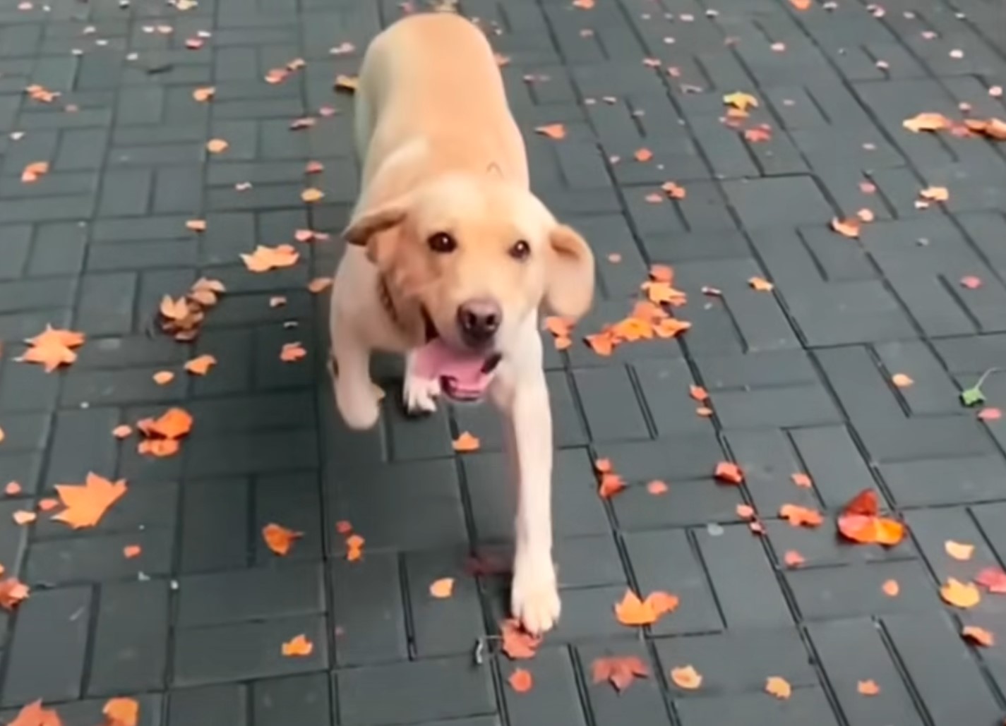 happy dog running