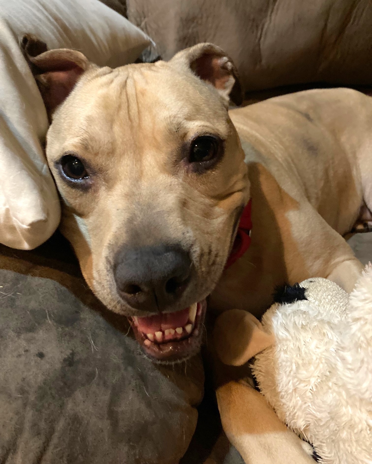 happy doggo on bed