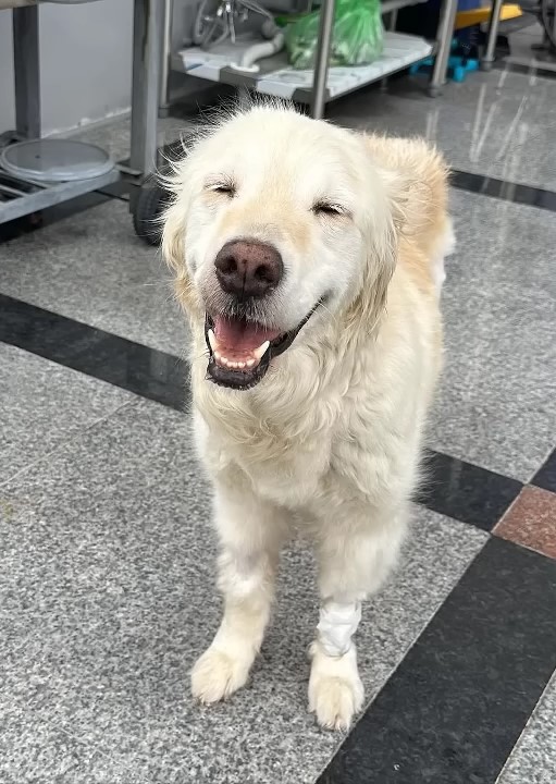 happy white dog