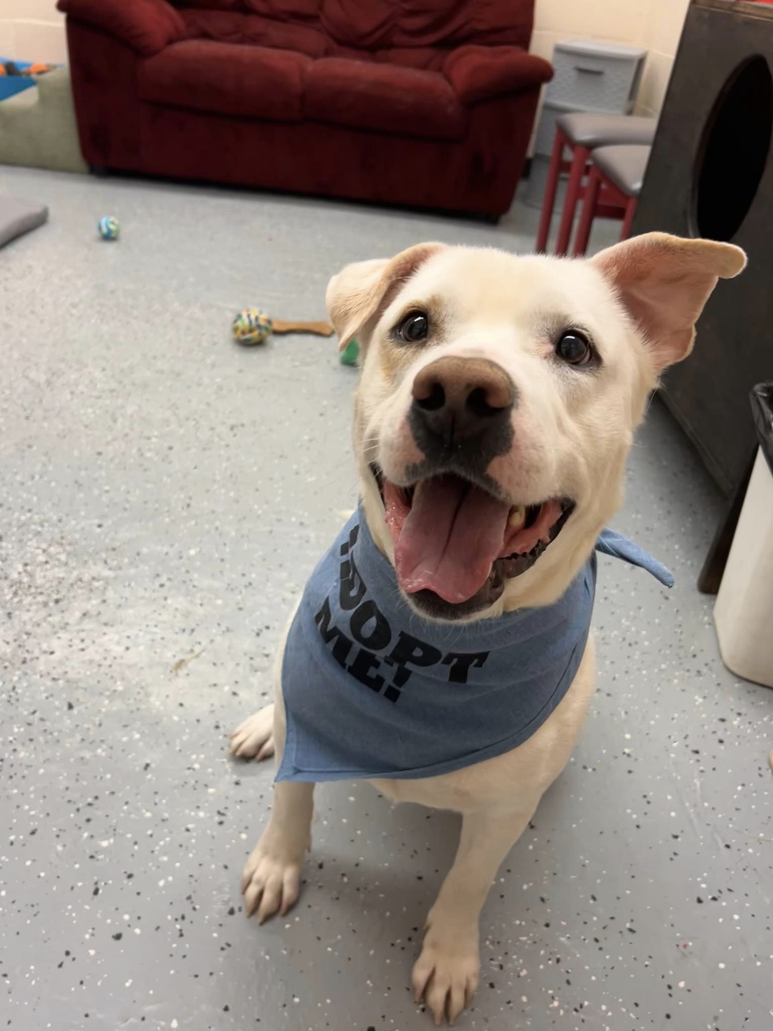 happy white dog