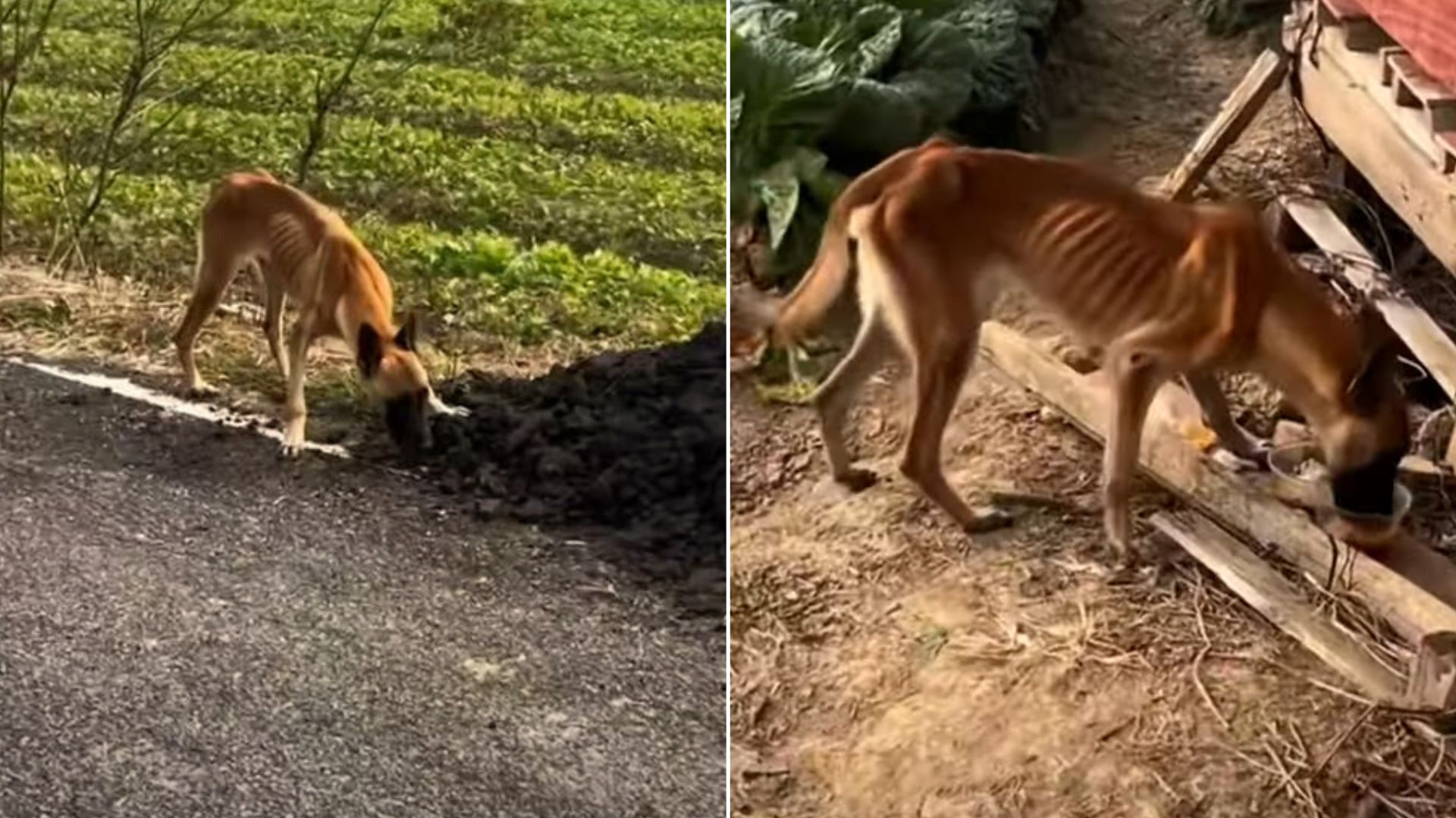 Heartbroken And Extremely Malnourished Pup Was So Hungry That She Started To Eat Dirt