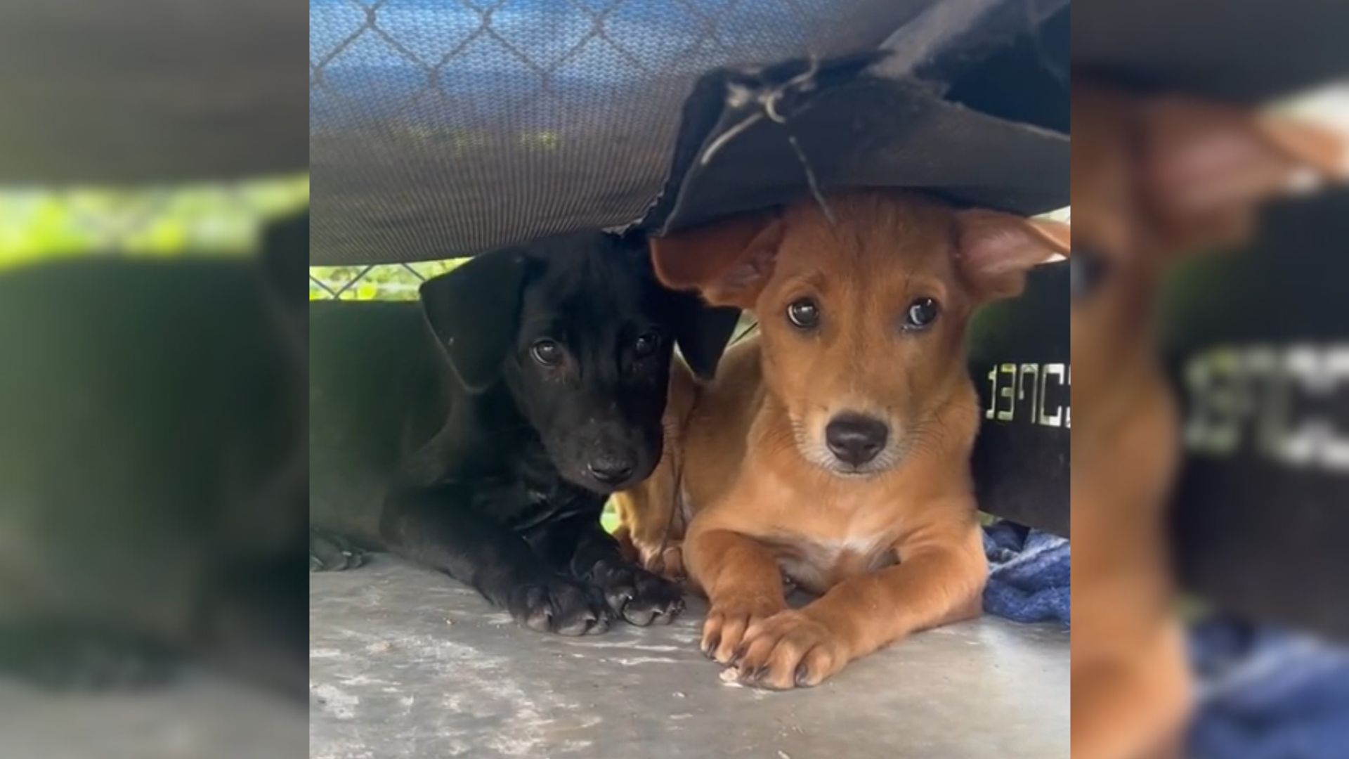 Heartbroken Doggo Siblings Looked Out For Each Other As Cruel Hoomans Continued To Break Their Hearts