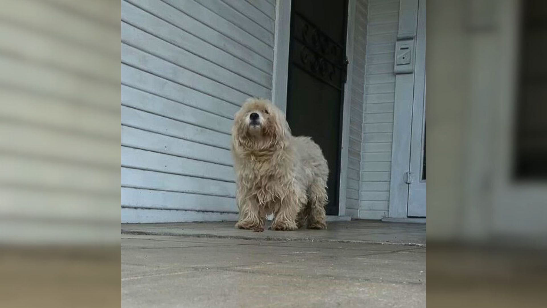 Heartbroken Pup Who Wandered On A Hooman’s Porch Asking For Help Had No Idea She Lived Inside  