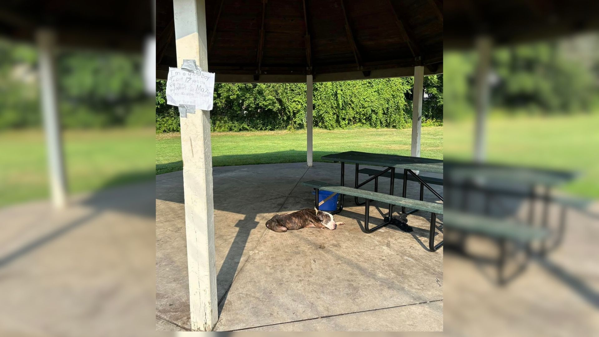 Heartbroken Senior Pup Left Tied To A Picnic Table With A Note Saying That He’s A ‘Good Boy’