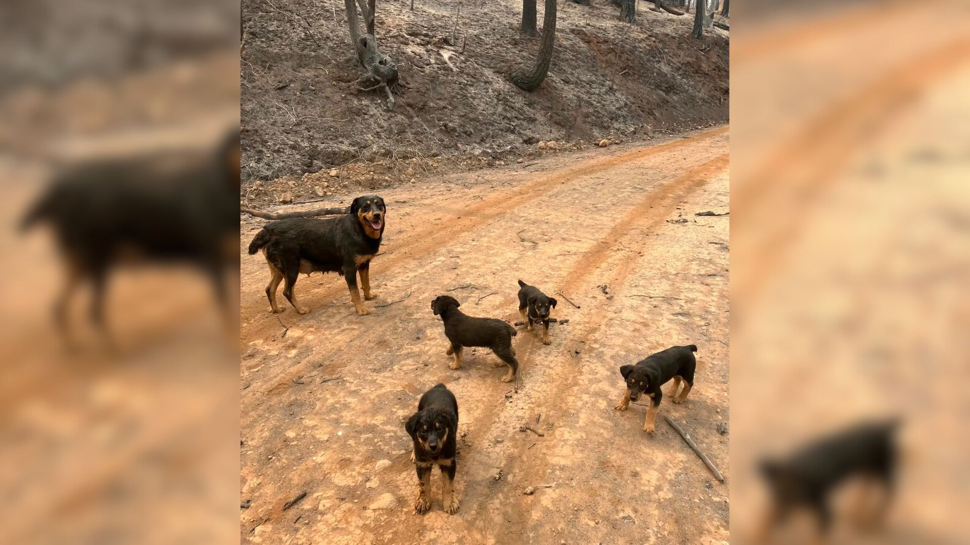 Hero Rescuer Saves Rottweiler Mom And Puppies From Truck Trapped In California Wildfire