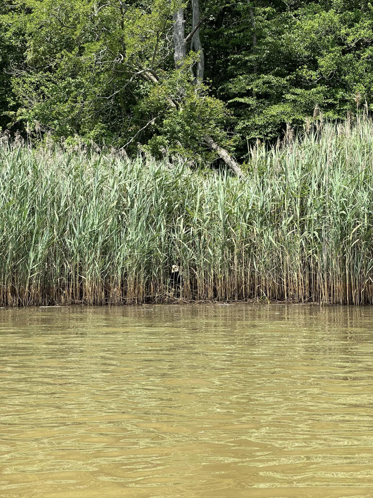 high grass in the river