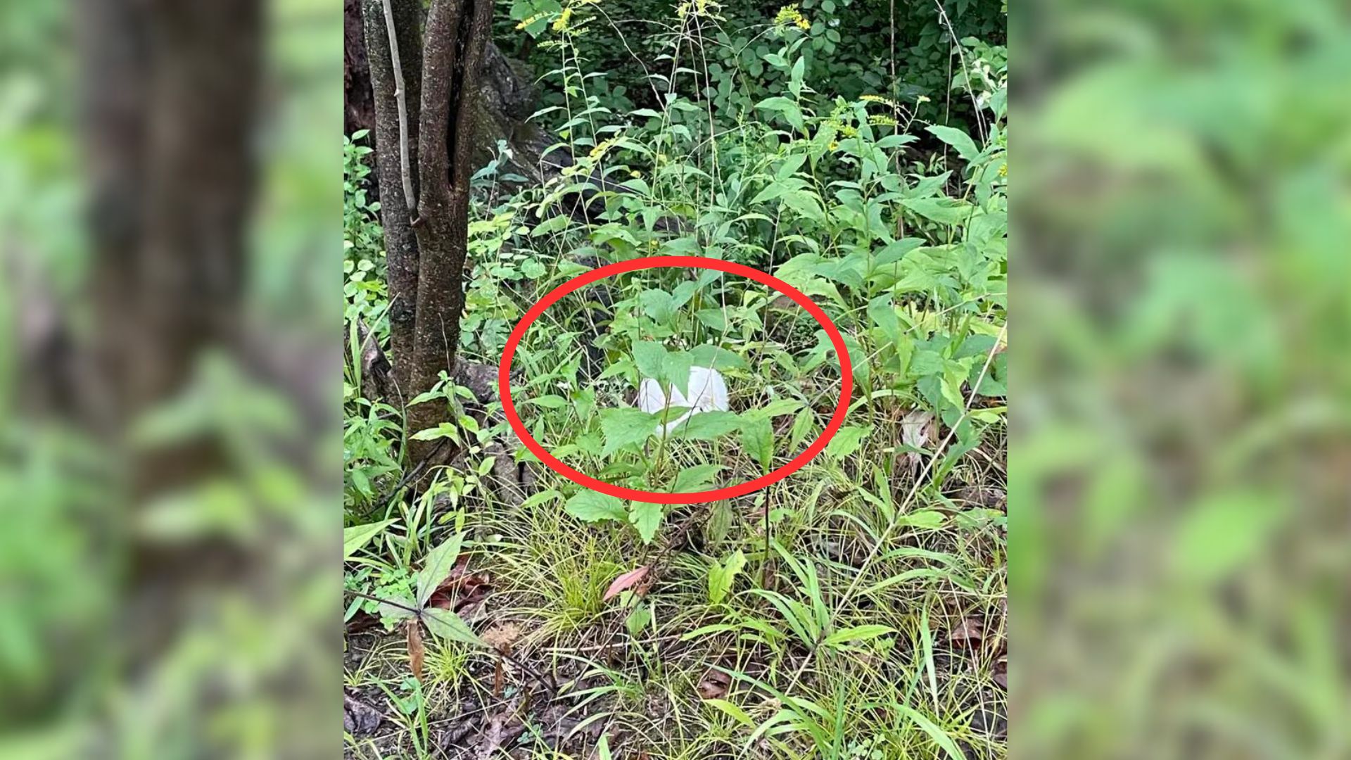 Hikers Spotted A White Dot In The Leaves, They Could Not Believe Who They Found There