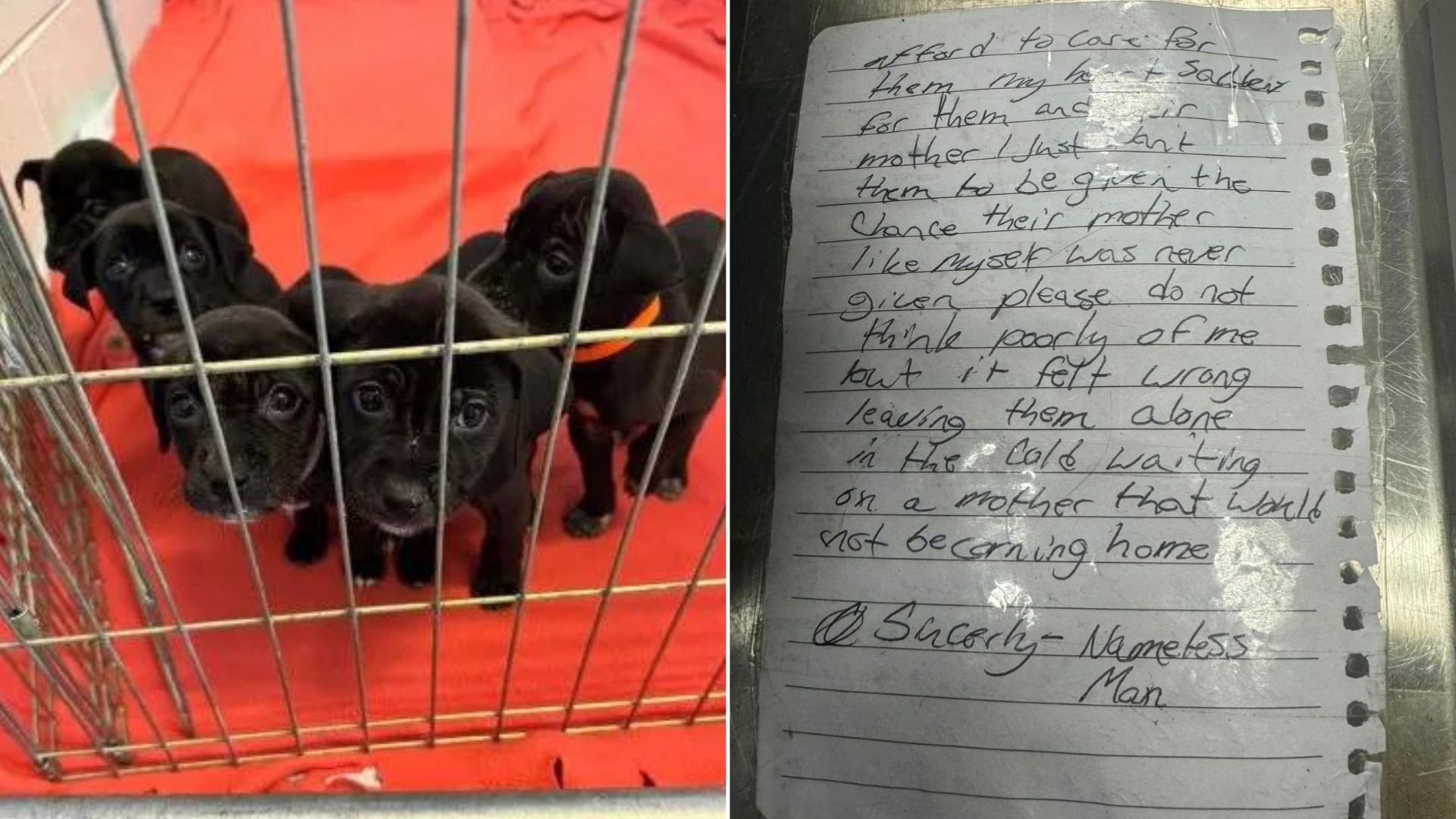 Shelter Staff Came To Work Only To Find A Litter Of Puppies At The Door And A Note Next To Them