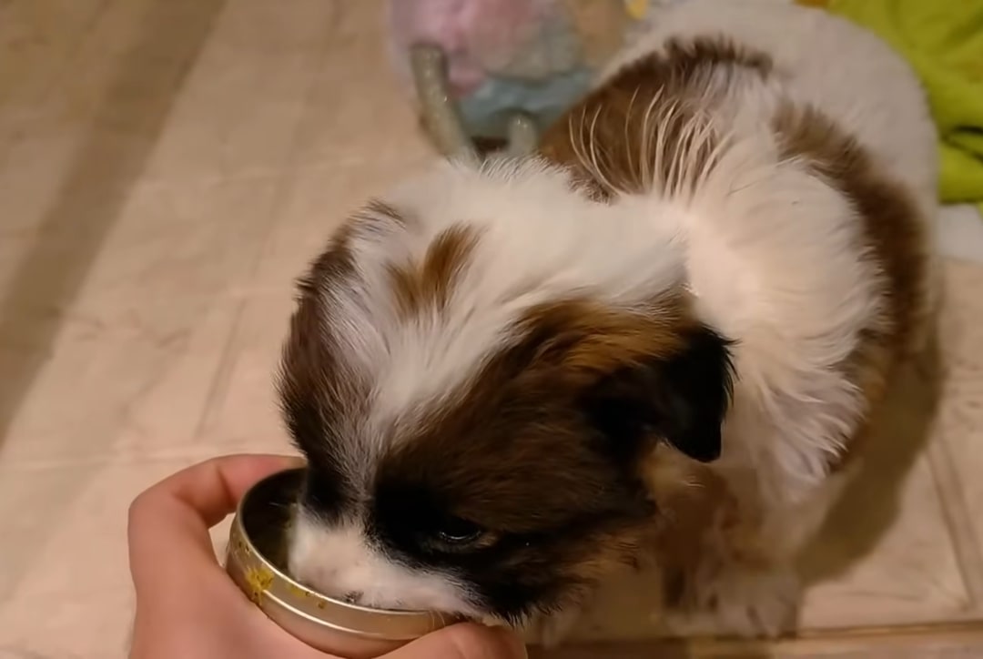 human feeding tiny puppy