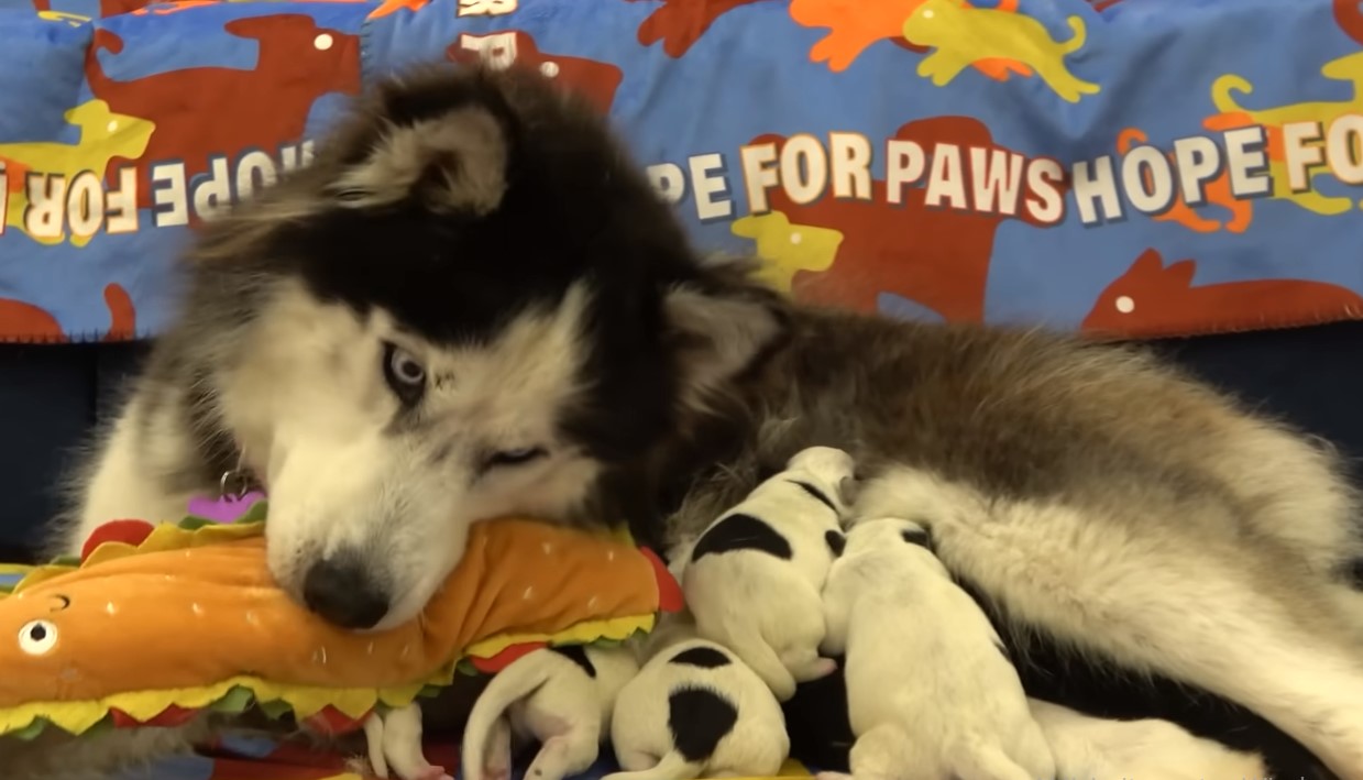 husky and puppies