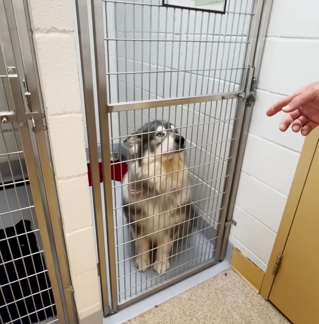 husky in shelter behind the cage door