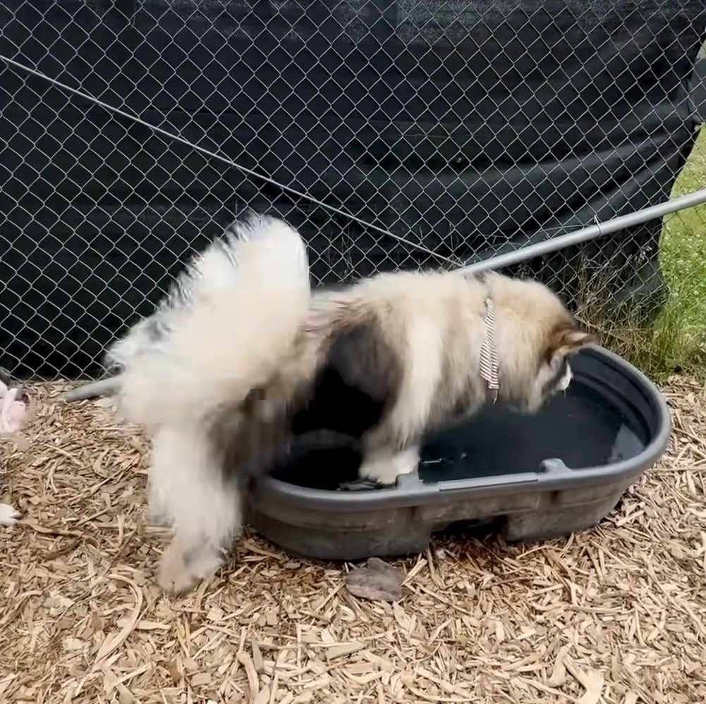 husky trapped in the water