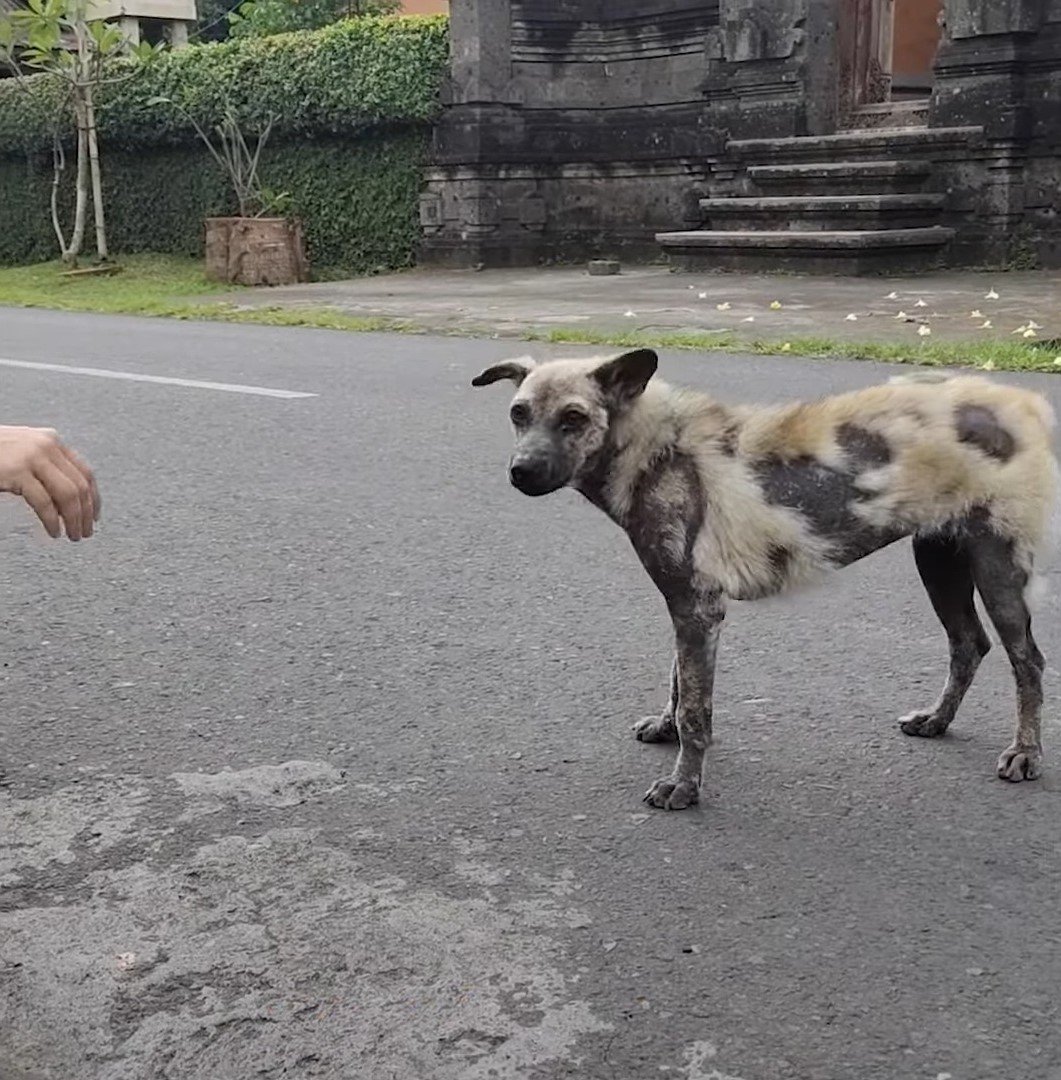 hyena looking dog