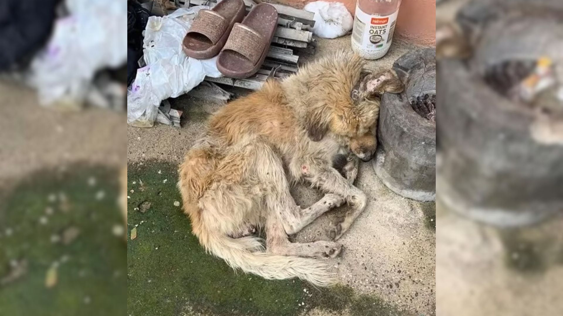 Injured Dog Covered In Dirt Is Saved By An Amazing Rescuer And Given A New Chance