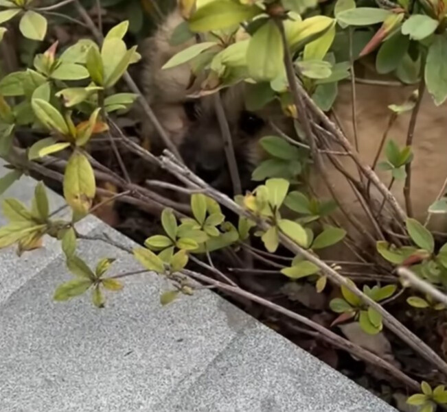 injured dog peeking through the bush