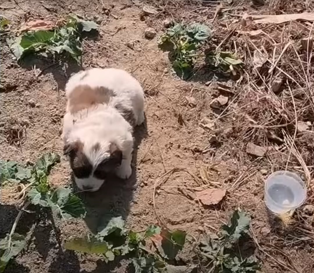 injured puppy on the ground