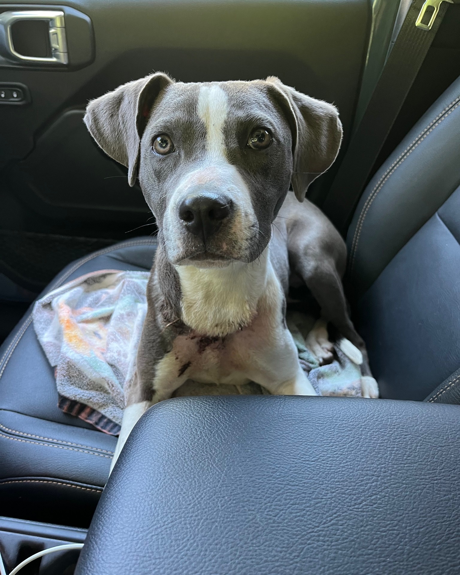 injured puppy sitting on the car set