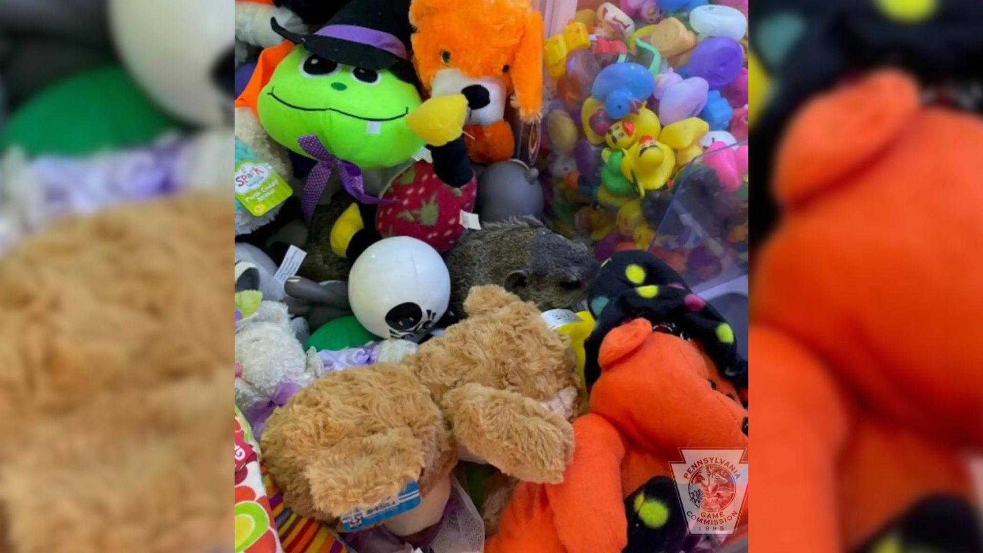 Kid Playing Claw Machine Shocked To Discover One Unusual Prize Is Wiggling