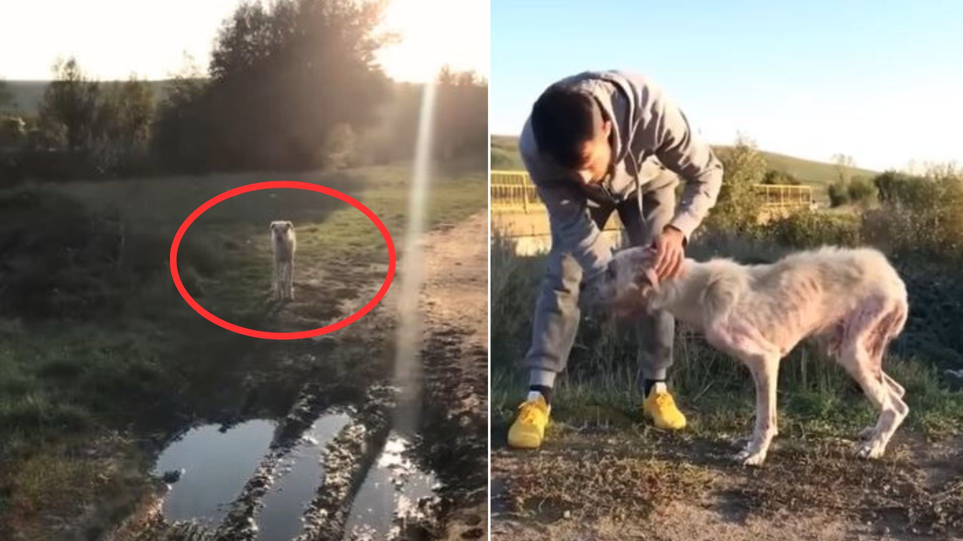 Kind Man Noticed A Starving Dog In The Middle Of Nowhere And Immediately Called For Help