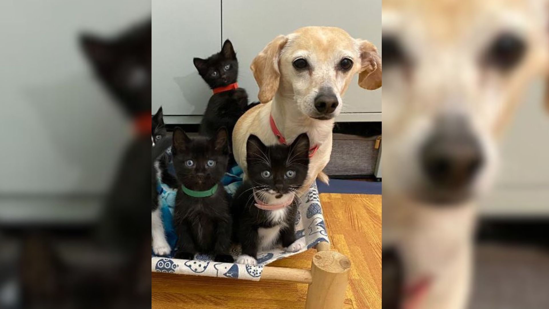 This Tiny Dog Being The Sweetest Foster Mom For Kittens Will Warm Your Heart