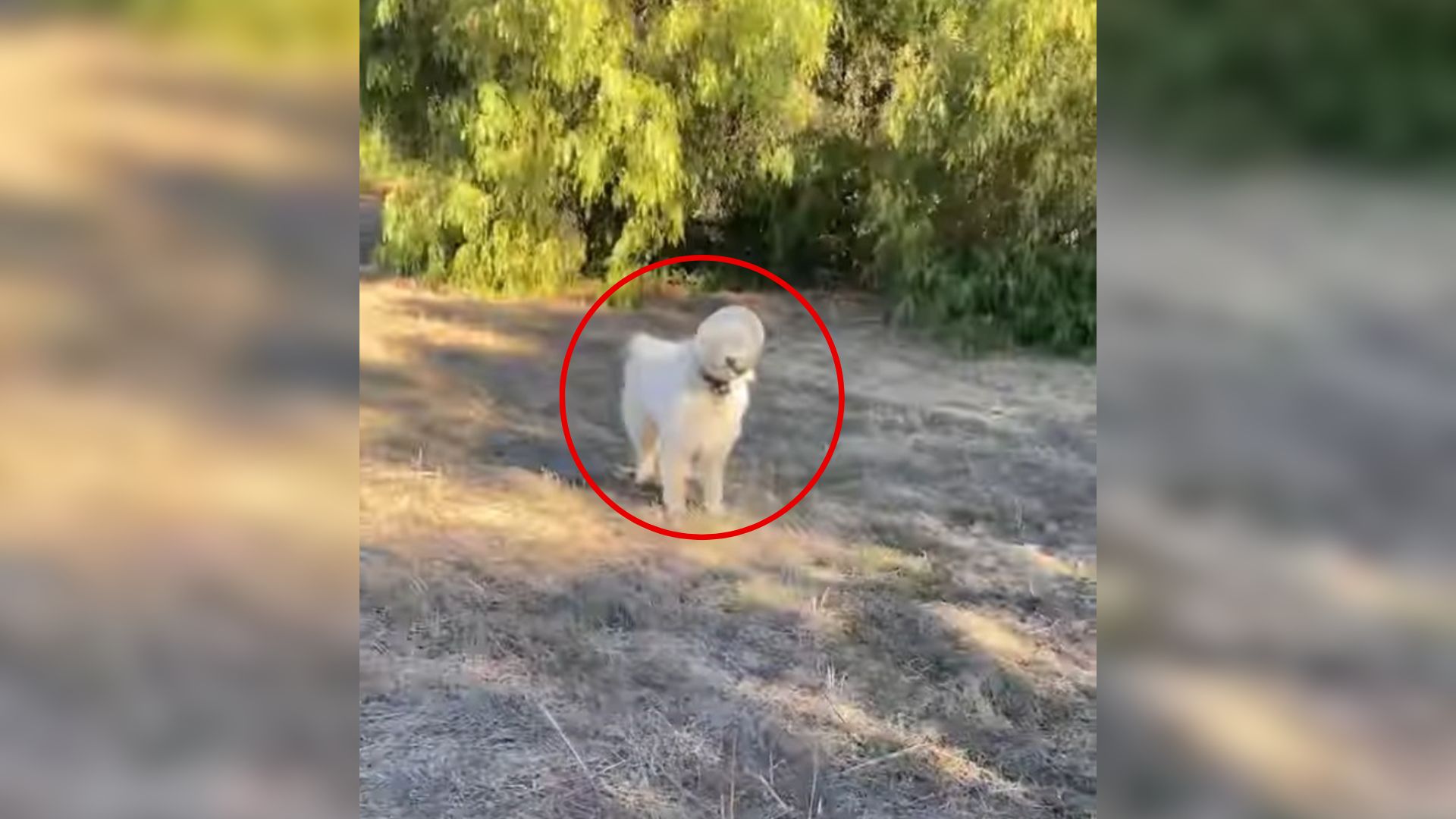 Man Was Surprised To See A Dog With A Pretzel On His Head So He Rushed Help Him