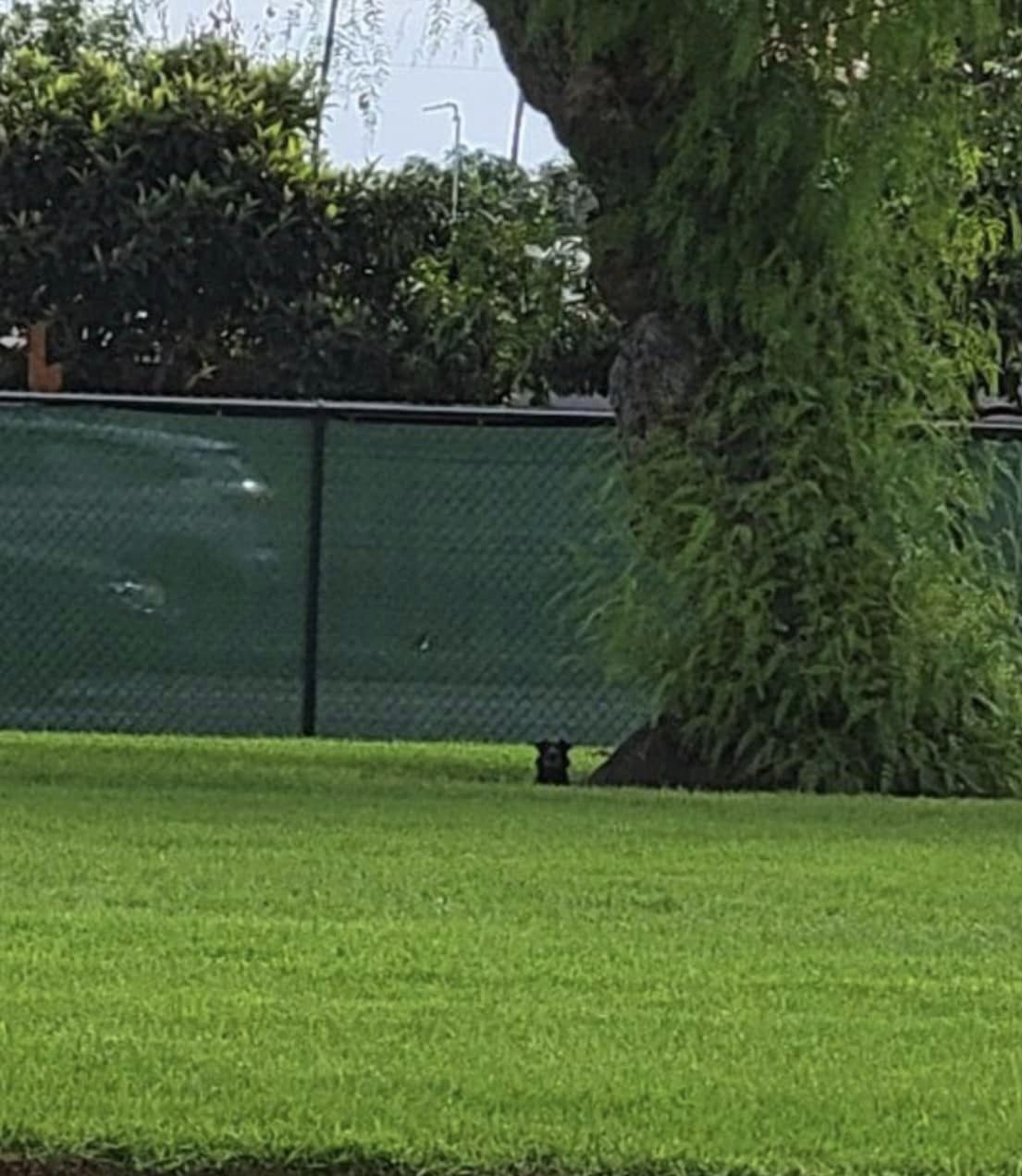 little dog sitting near big tree