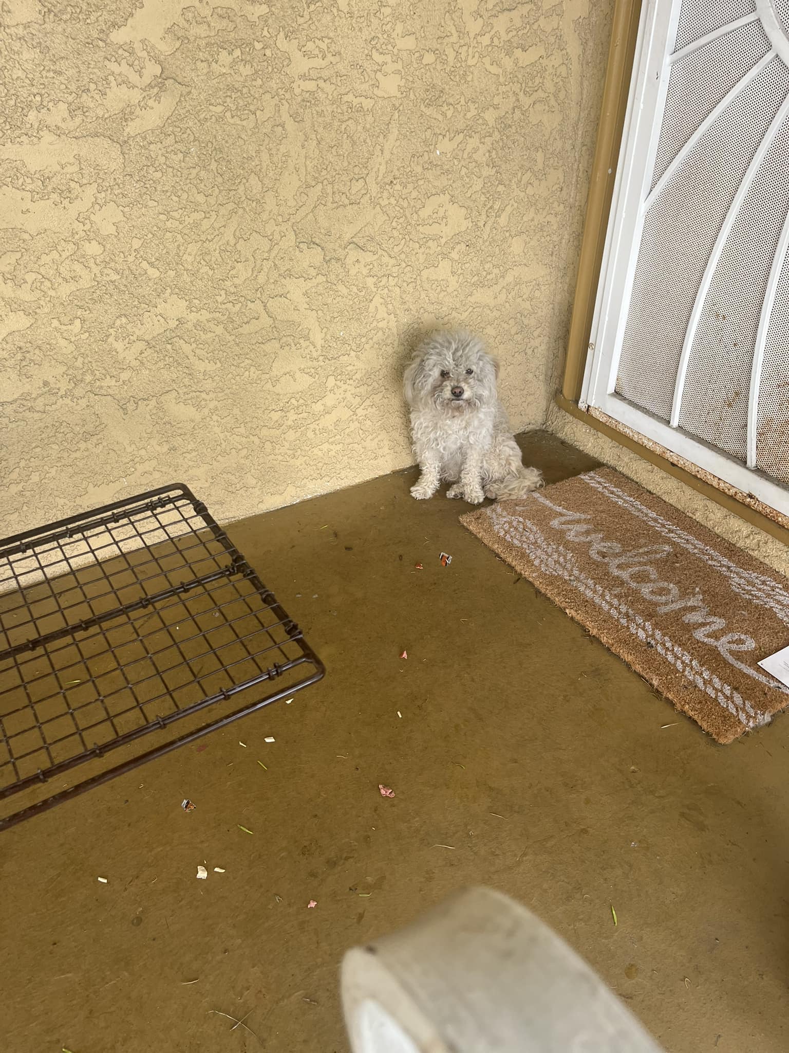 Little stray in front of door