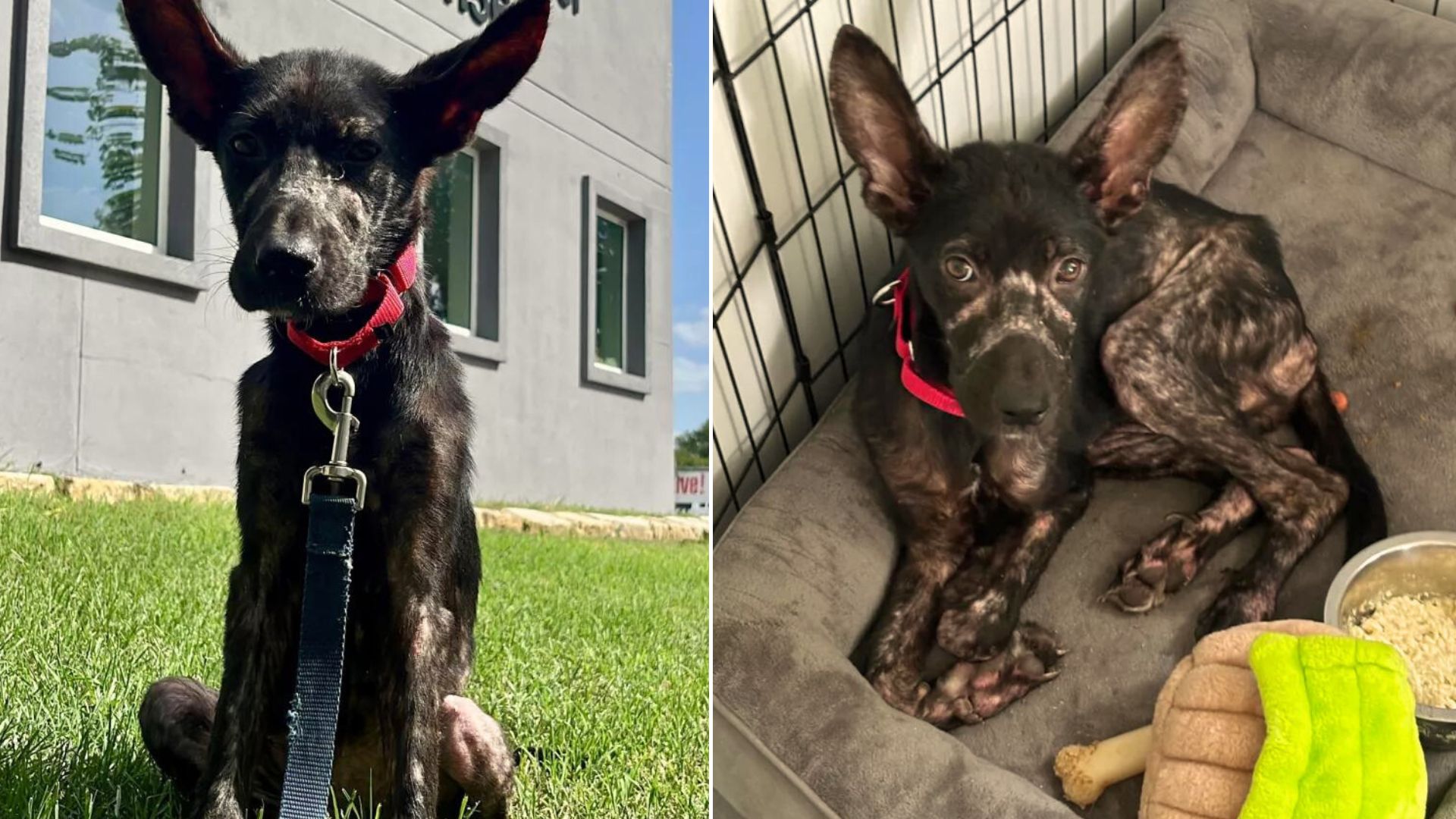 Malnourished Puppy Who Showed Up At A Woman’s Porch, Pleading For Help, Hopes To Find A Loving Family