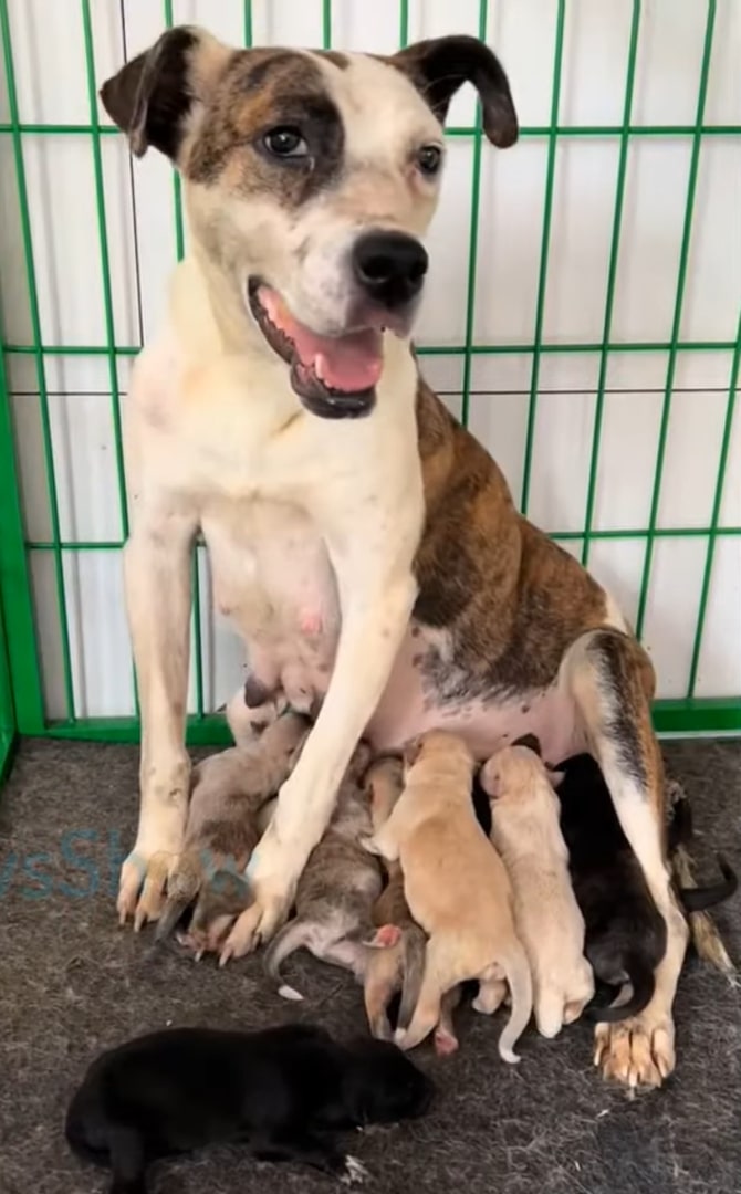 mama dog breastfeeding her babies