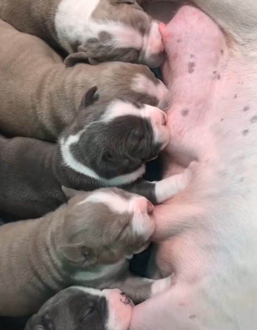 mama dog breastfeeding her babies,