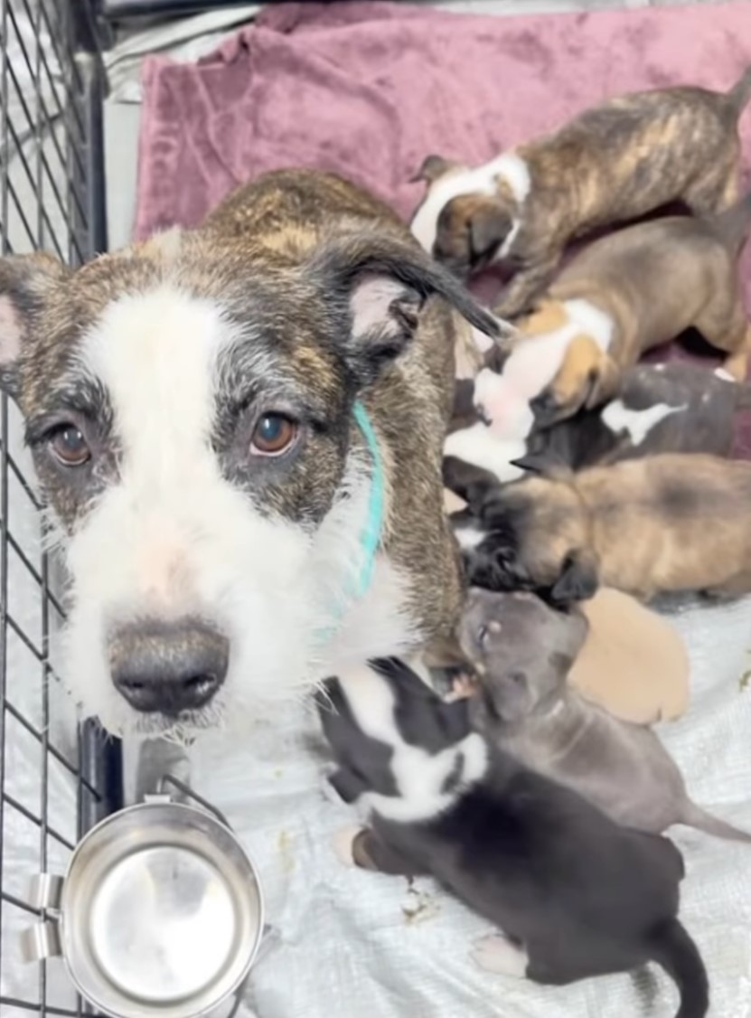 mama dog with her babies in cage