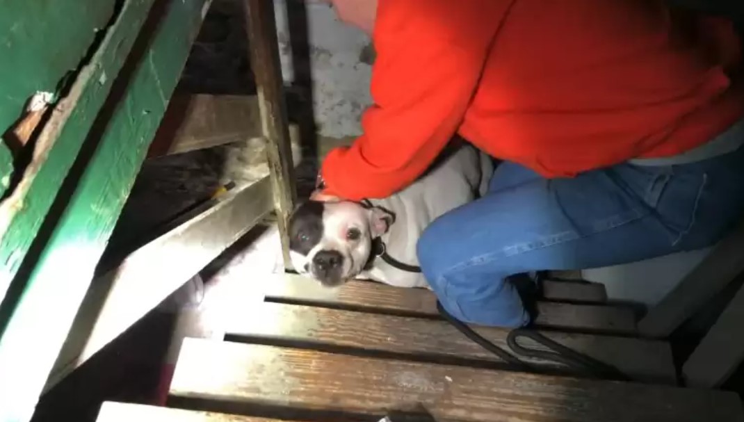 man helping dog