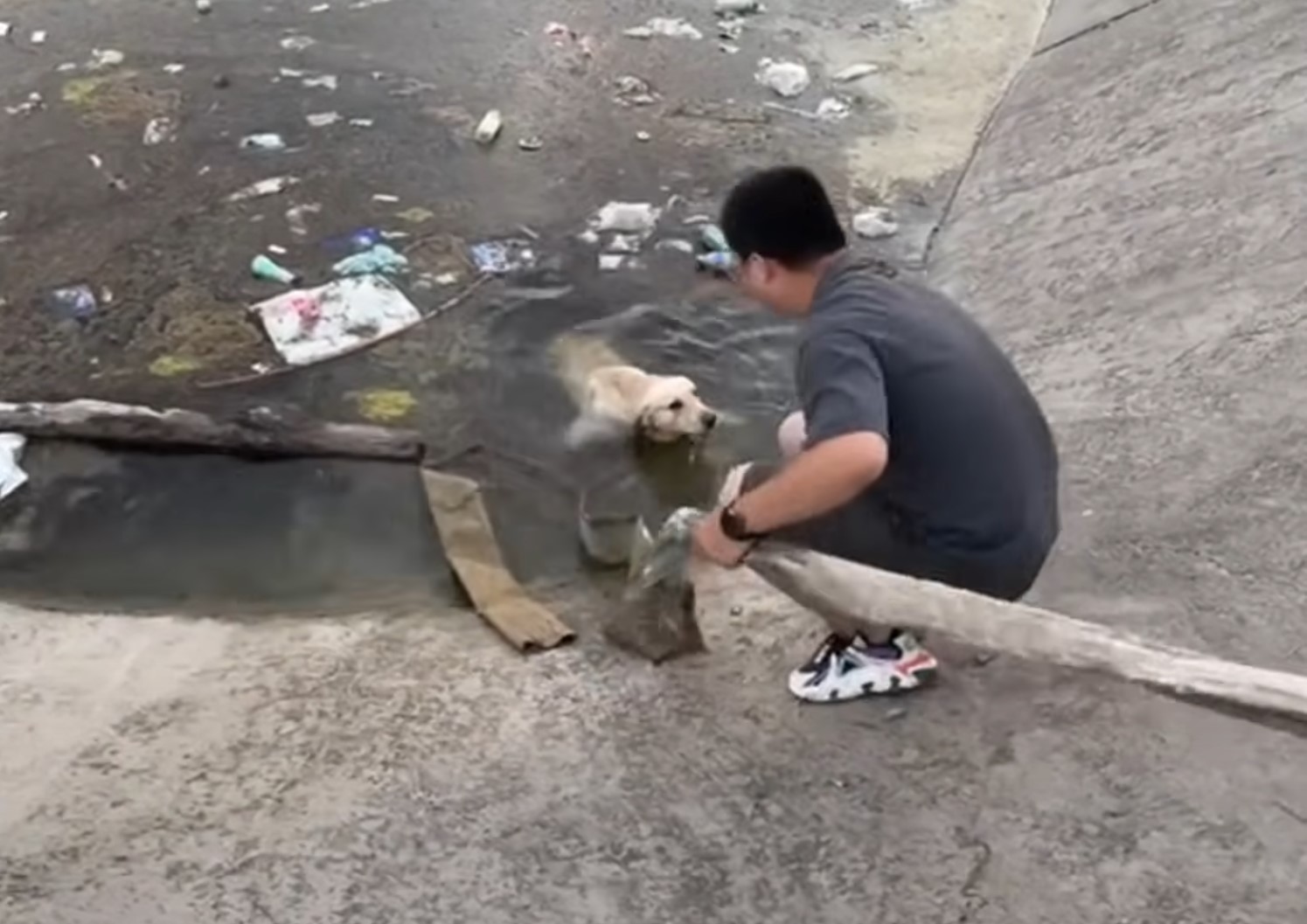 man helping dog