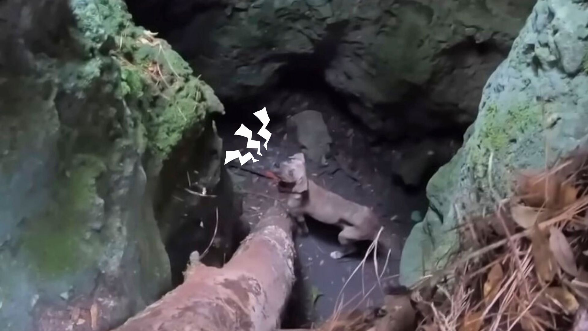 Hiker Realized There Was An Animal Stuck In A Cave Nearby So He Went To Investigate It