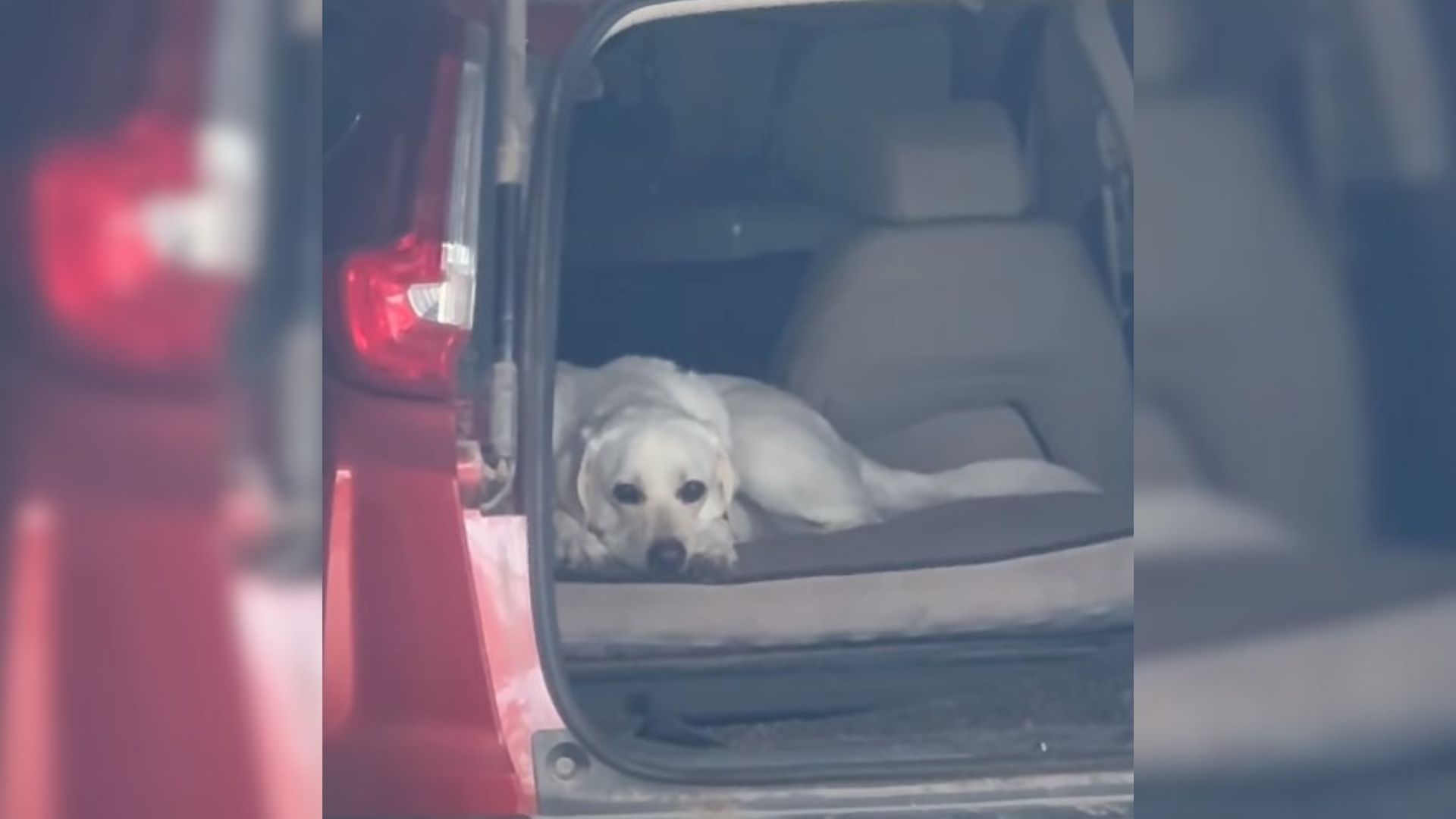 Man Got Into His Car Only To See A Dog Inside And Realize The Vehicle Is Not His At All