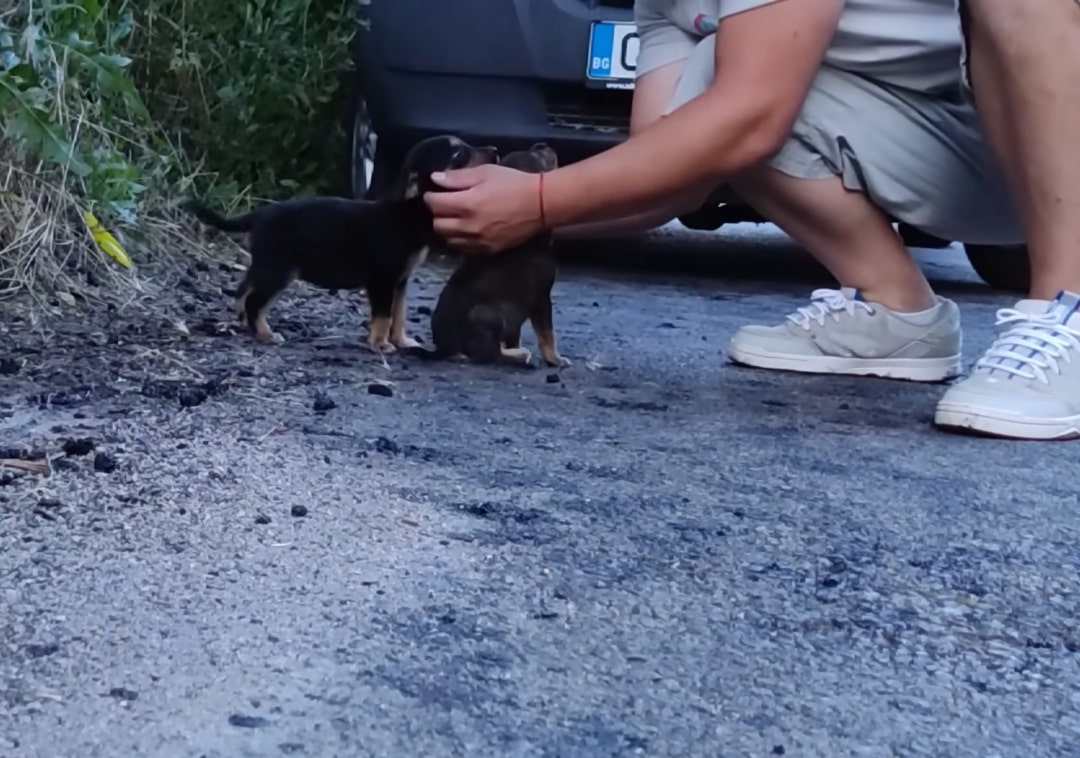 man petting the puppies