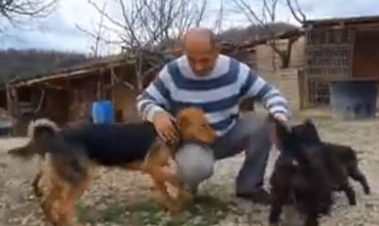 man with dogs in the yard