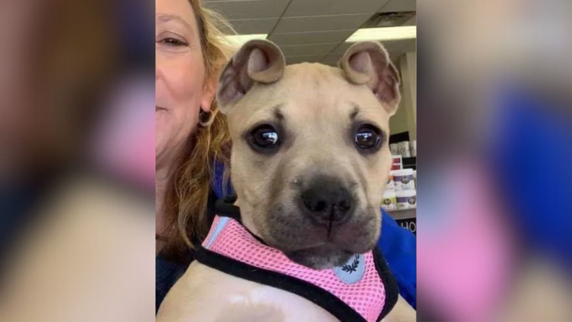 Meet Cinnamon, The Puppy That Has The Internet Raving About His Cinnamon Roll Ears