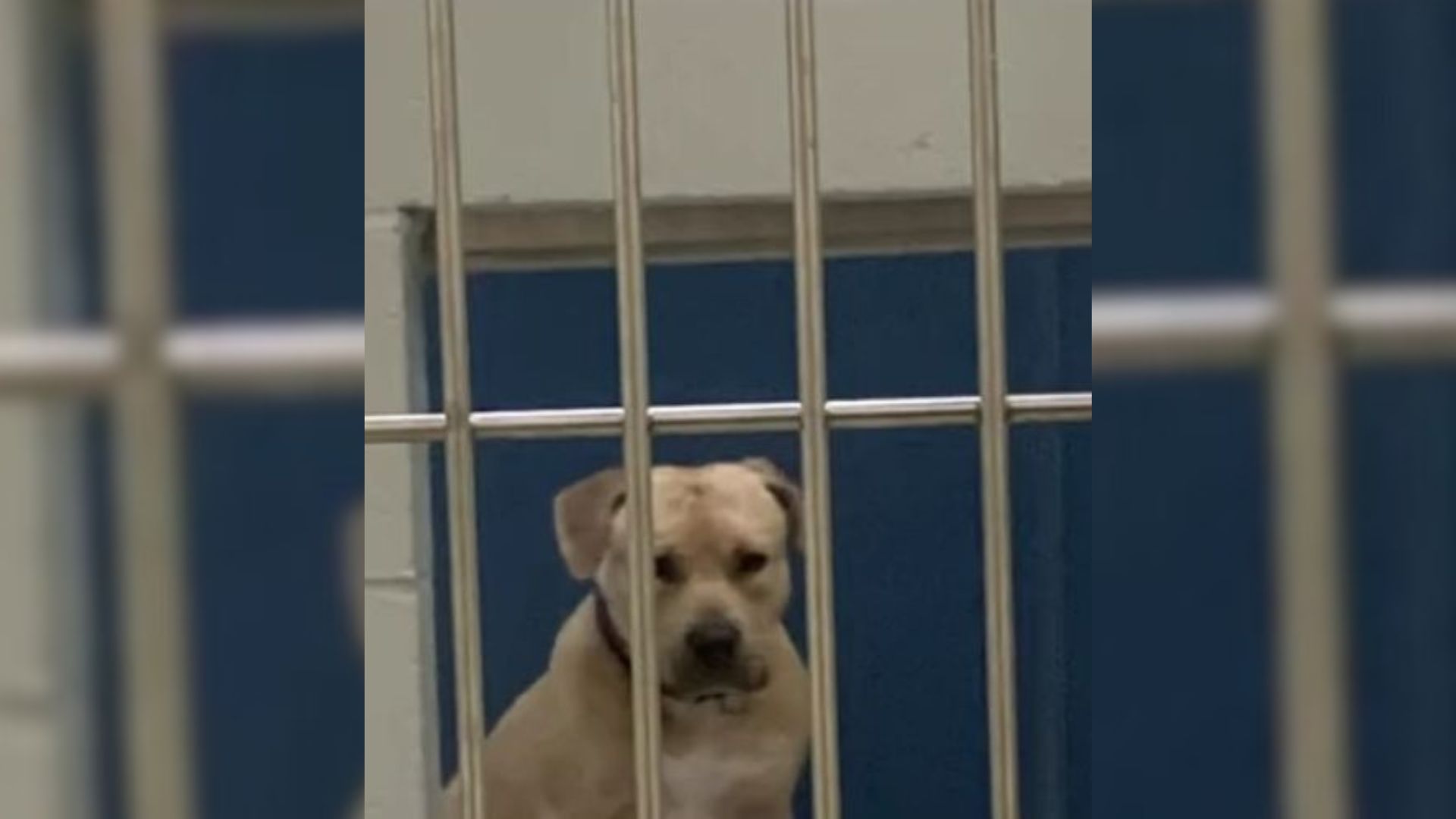 Neglected Dog Was The Shyest In The Shelter, But That Helped Him Find A Forever Home