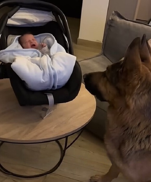 newborn baby and dog