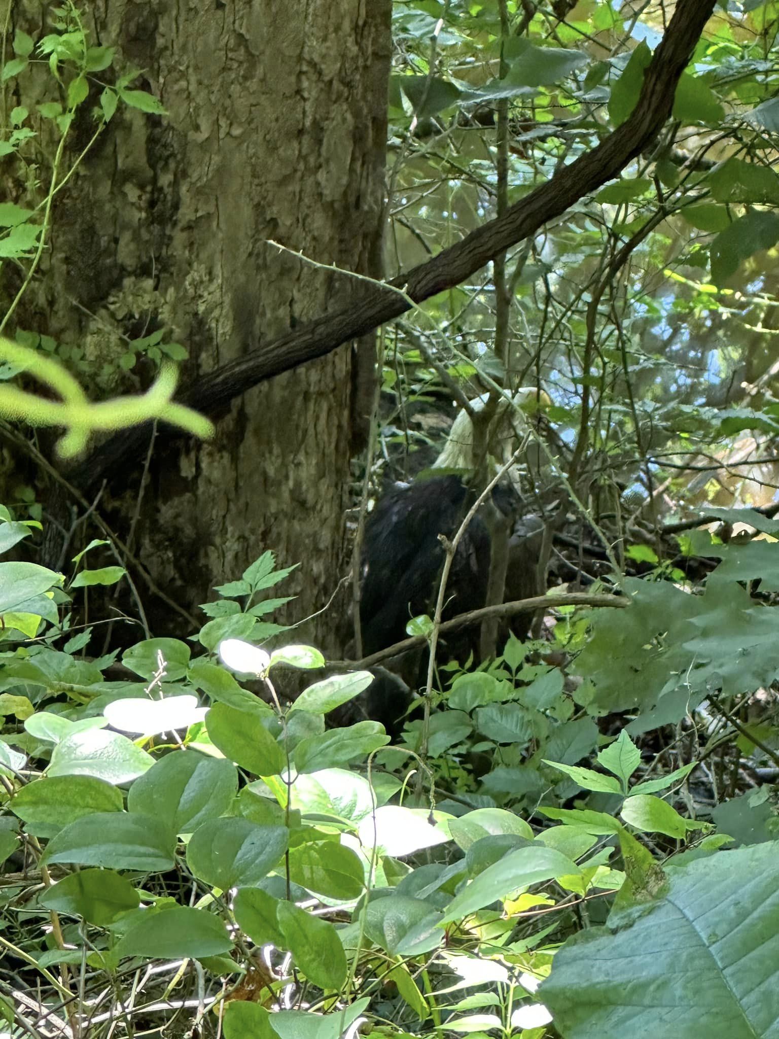 owl in the wood