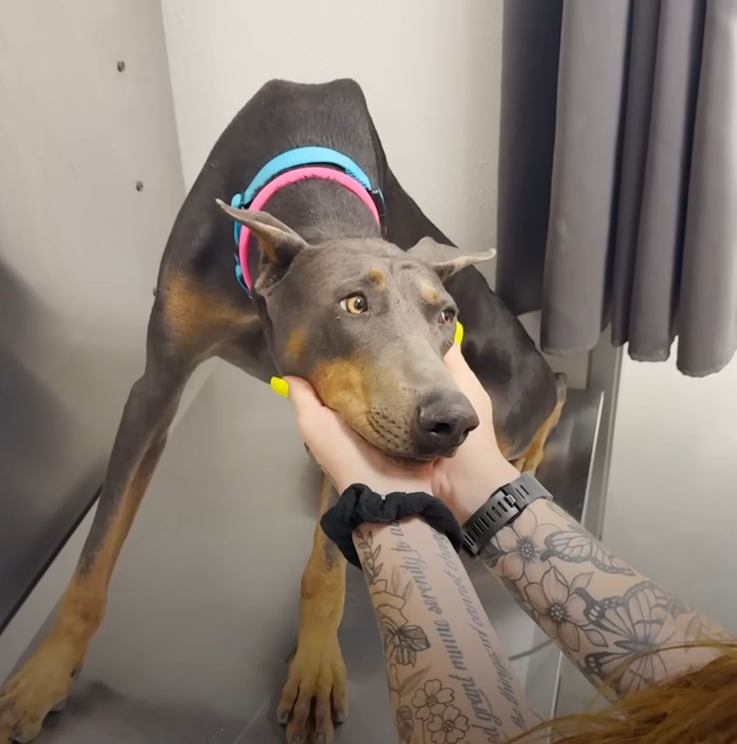 owner petting Doberman