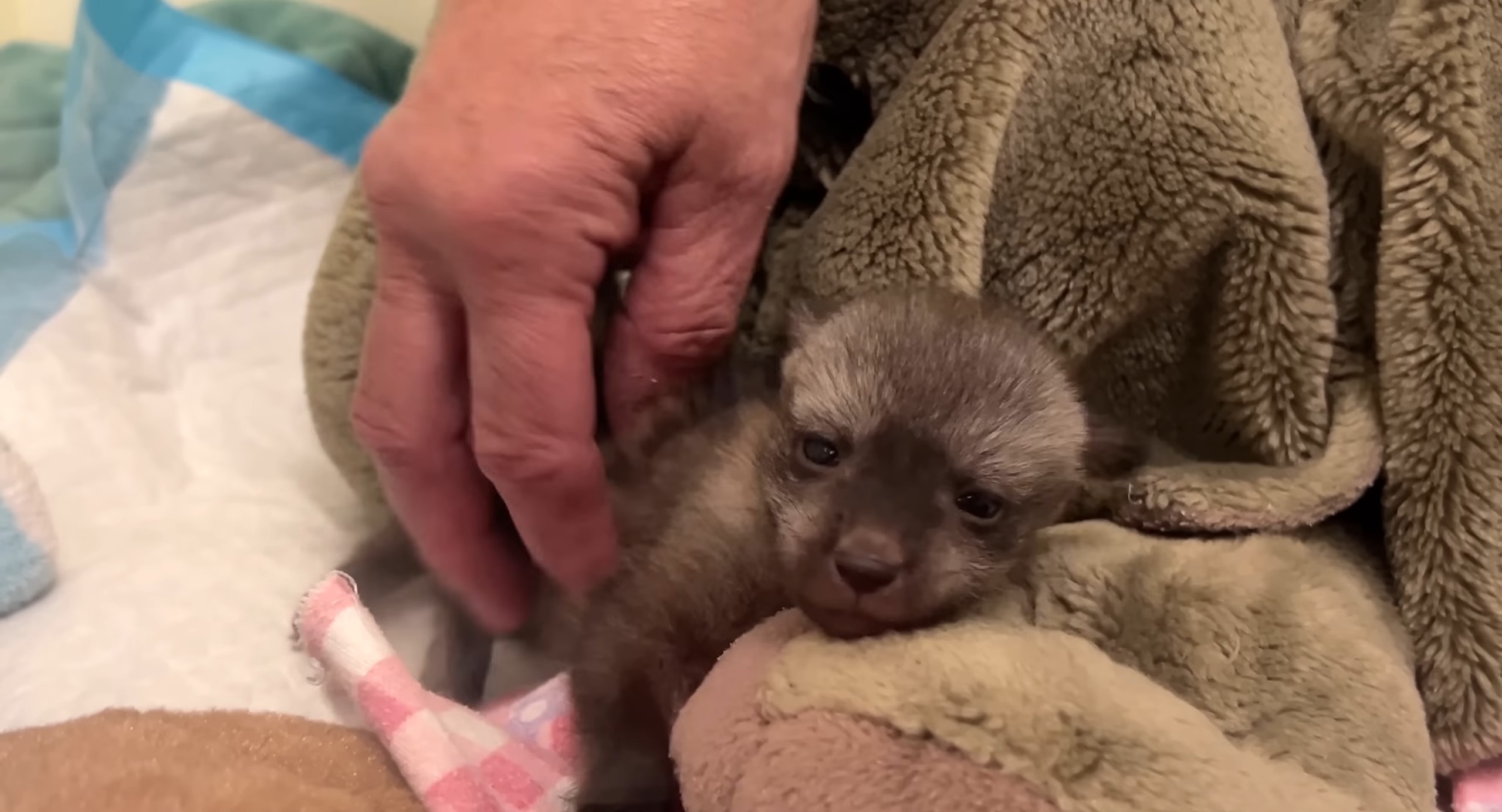 owner petting newborn puppy