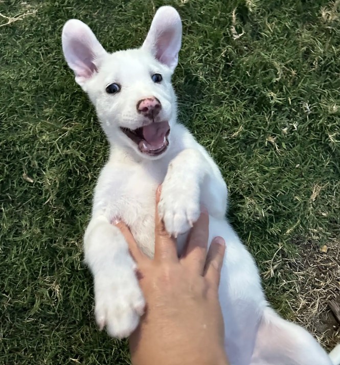 owner playing with white dog