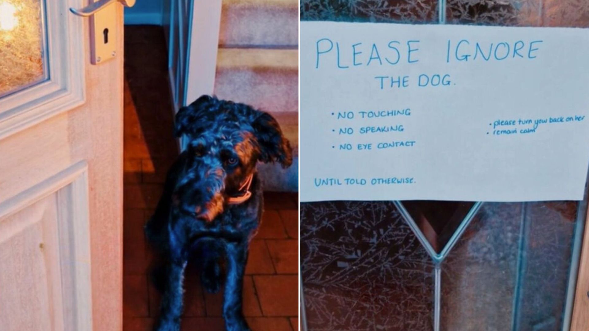 Owner Put Up A Sign On The Door To Warn Visitors About The Most Adorable Guard Dog Ever