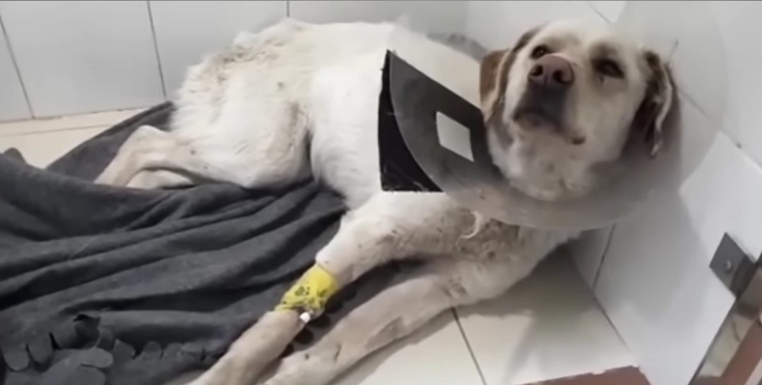 paralyzed dog with collar