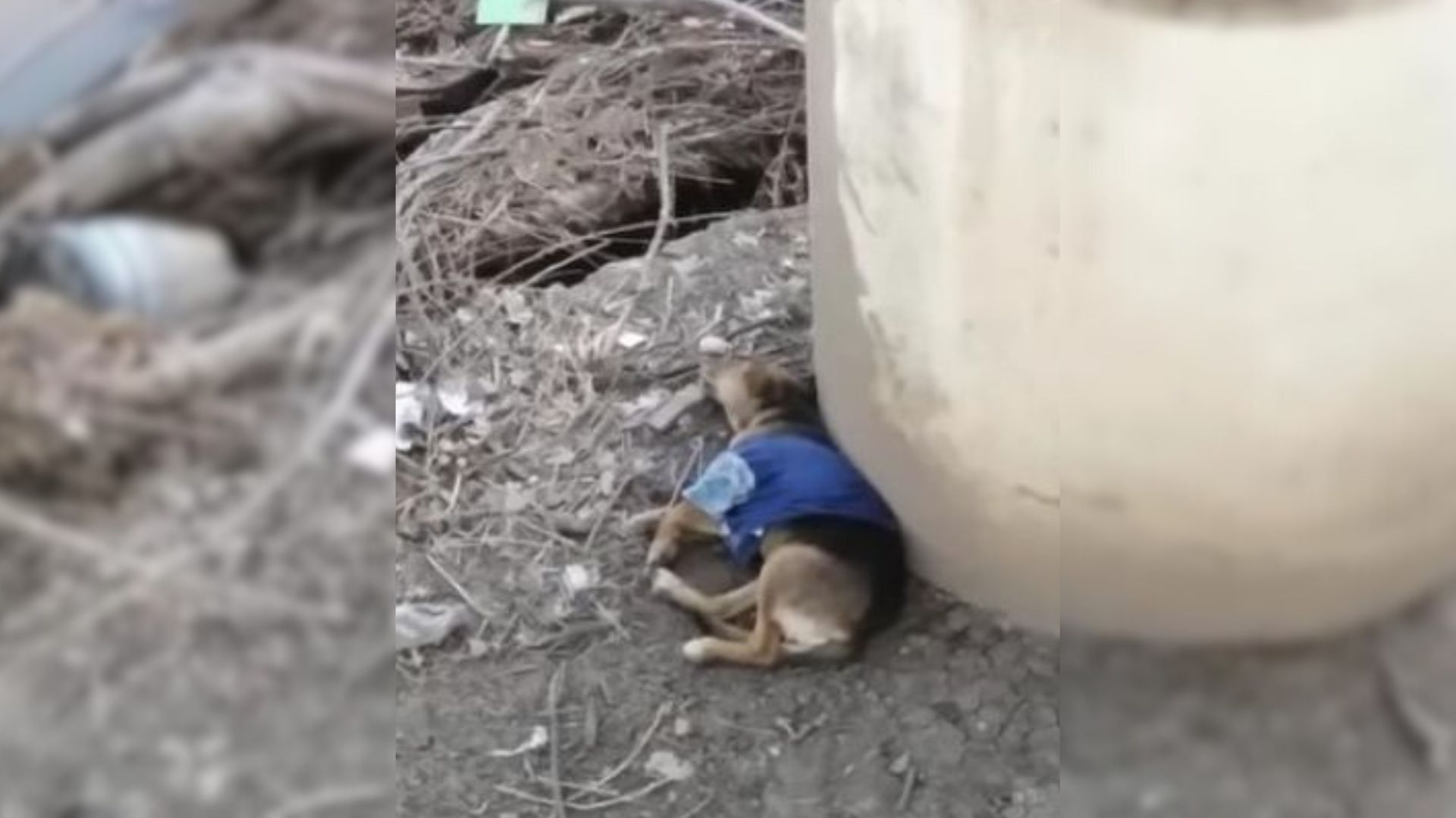 People Noticed A Whining Puppy Stuck Near A Bridge Pillar And Rushed To Help Him