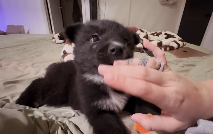 photo of dog playing with female hand