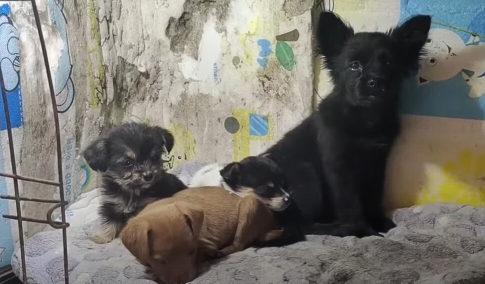 photo of four puppies